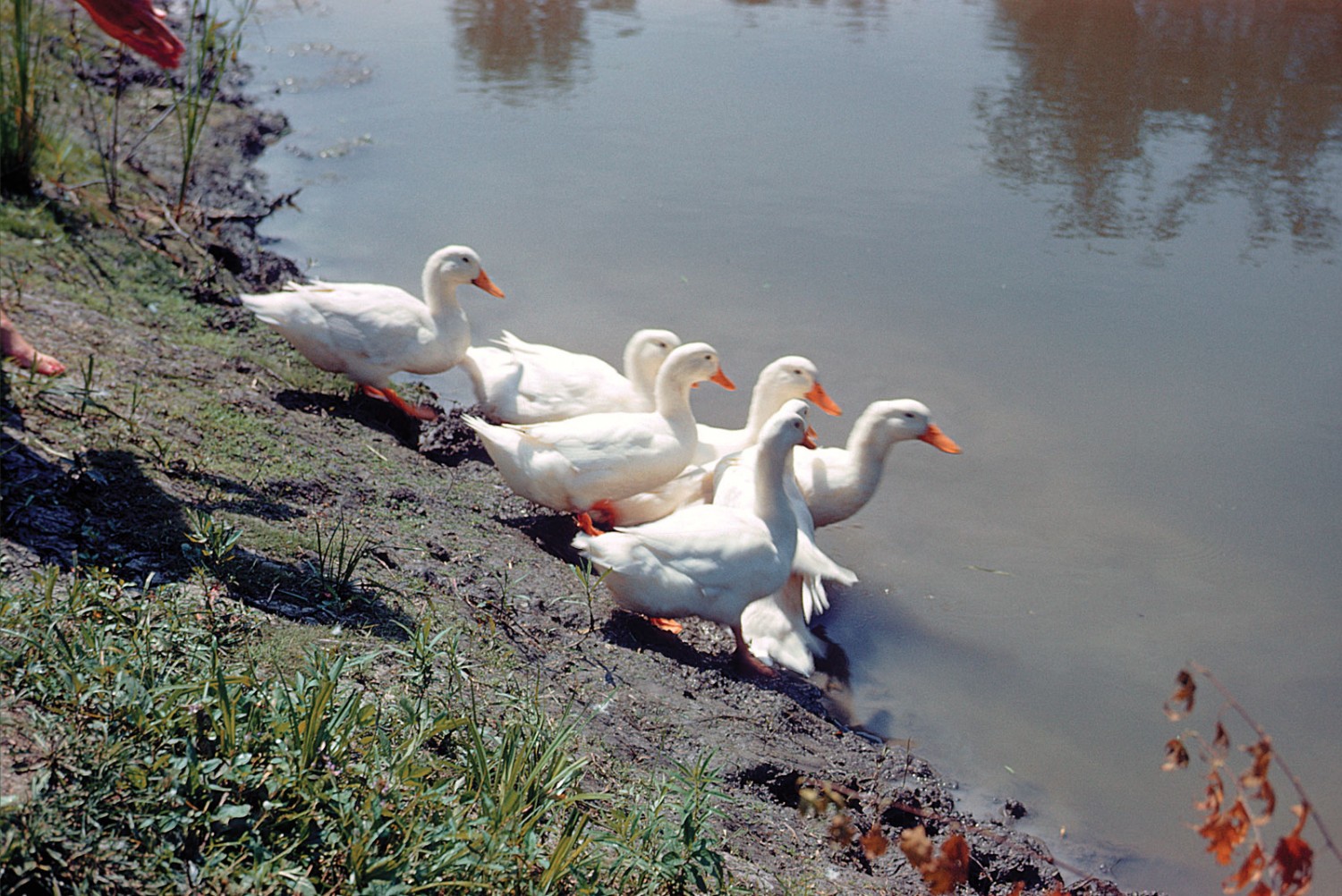 We are into poultry farming