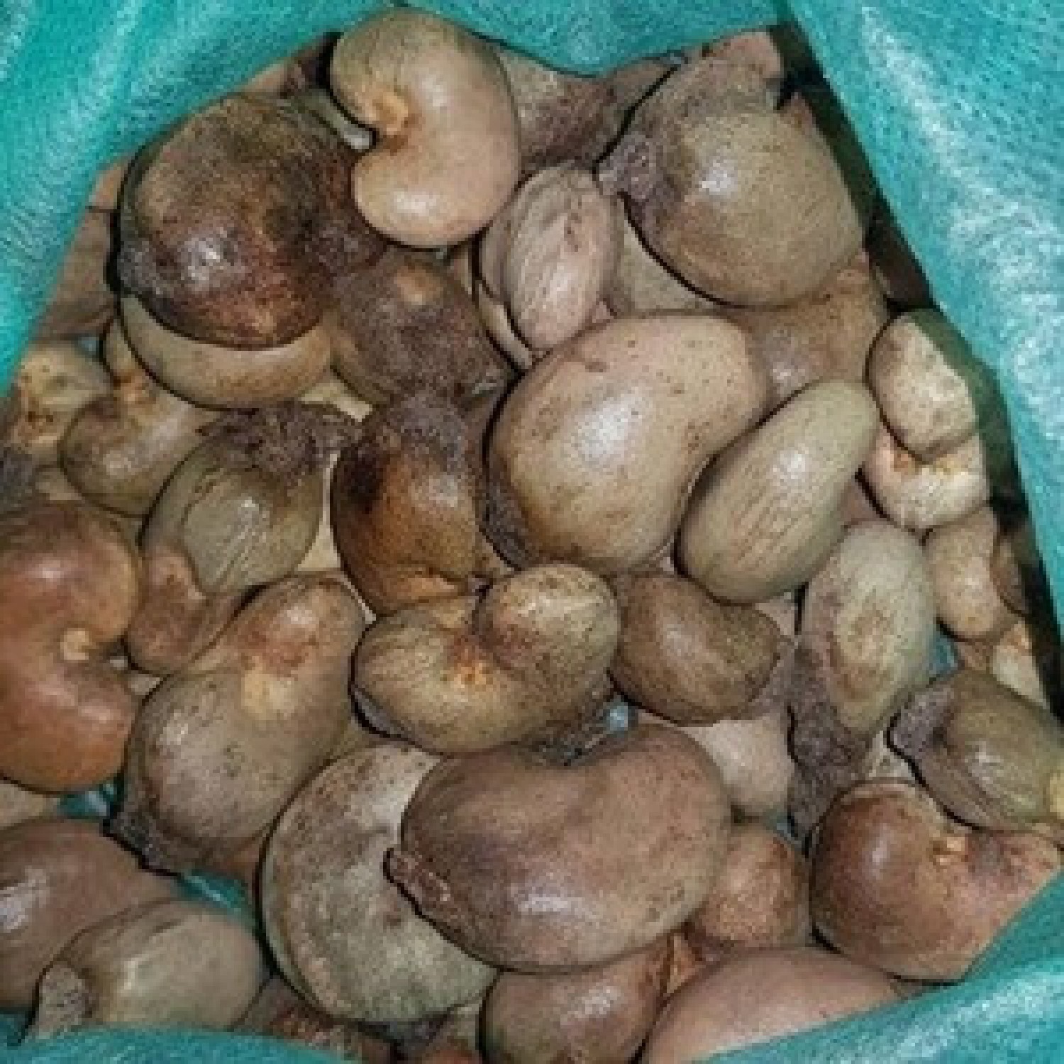 We supply and export cashew nuts and other Agric crops!