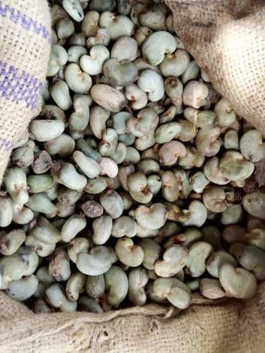 We Sell Cashew nuts, Tiger nuts, Cocoa, Ginger, Garlic, Sesame seeds, Cassava, Shea-nut and Shea-butter,