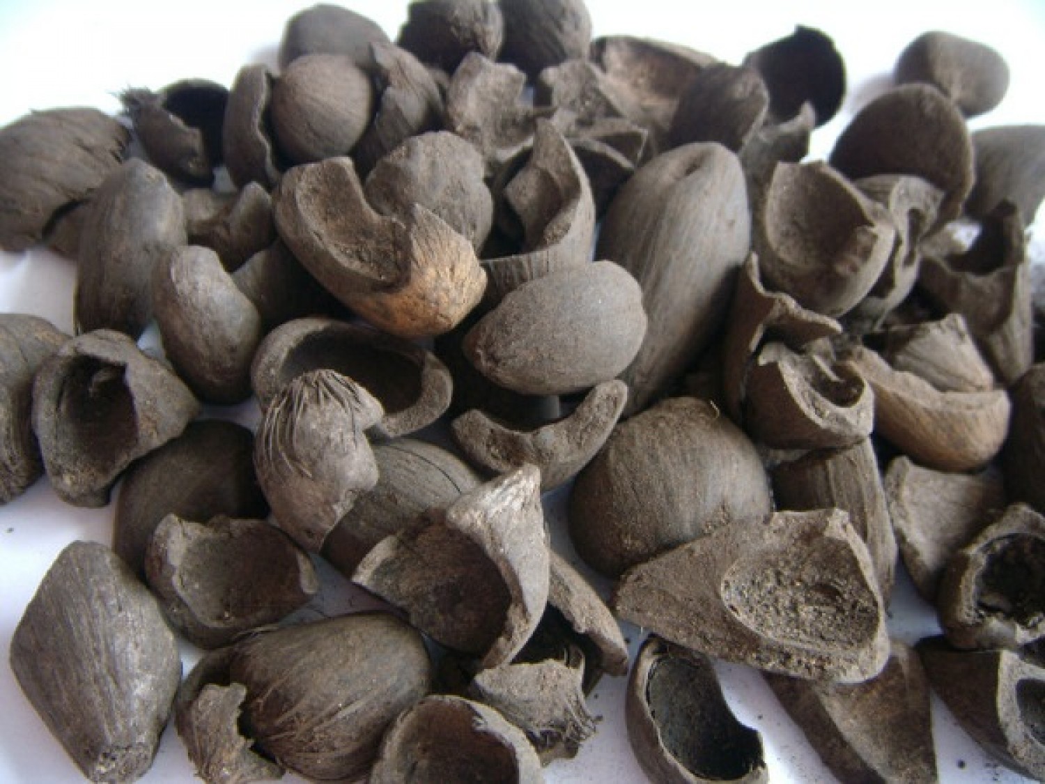 Wisbit Global Oil Palm Ventures is into the processing and production of 100% pure virgin red palm oil.