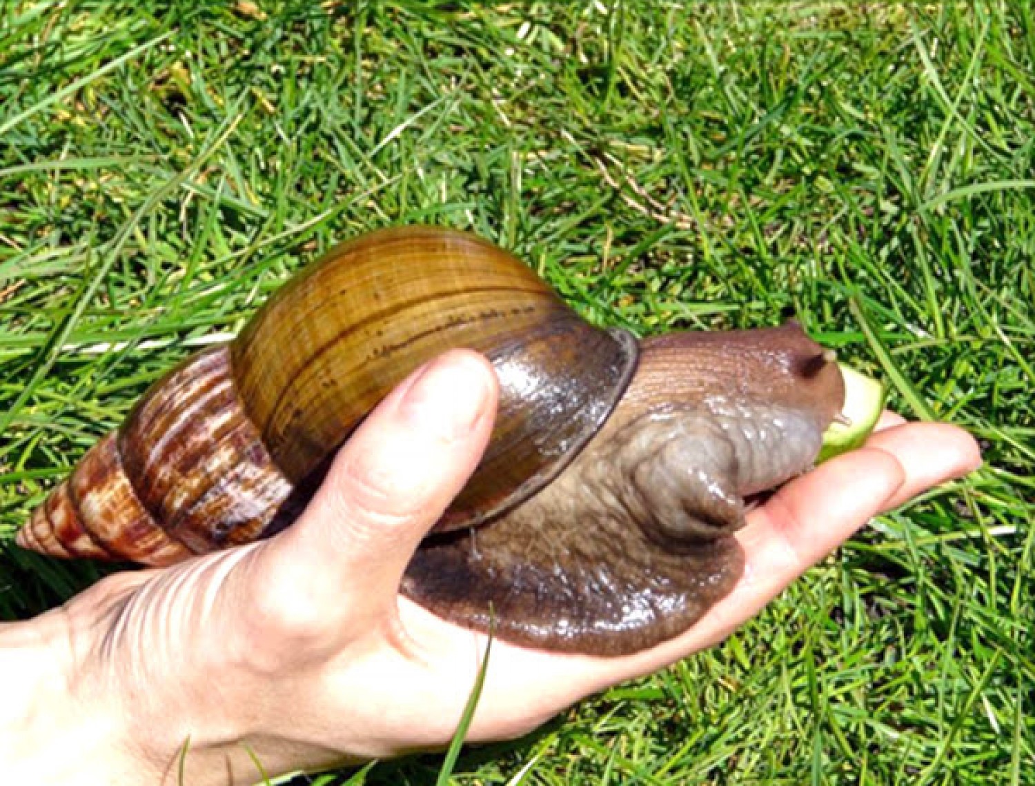 Specialized in snail farming